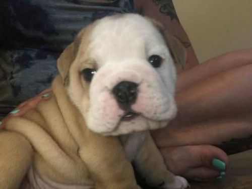English Bulldog Akc Register For Sale