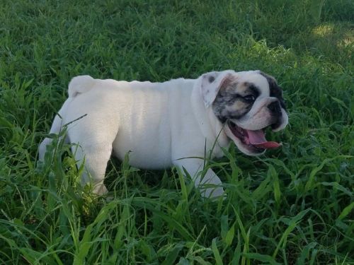 Akc English Bulldog