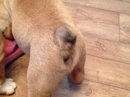 rare coloured english bull pup ready