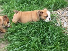chunky English bull pup ready now
