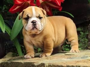 AKC registered English Bulldog puppies