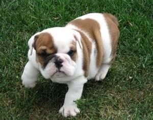 **amazing English Bulldog Puppies***