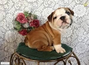 Beautiful Male and female Bulldogs