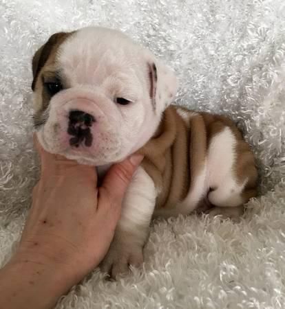 Bulky!!!!english Bulldog Puppies!!!