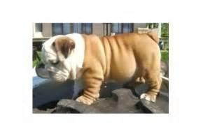 English Bulldog puppies for adoption