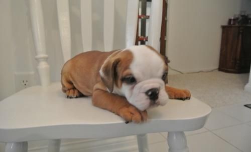Adorable Male And Female English Bulldog Puppies