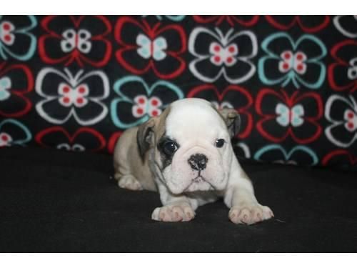 Akc English Bulldog Puppies