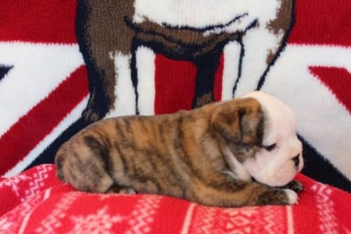 beautiful bulldog puppy for lovely homes
