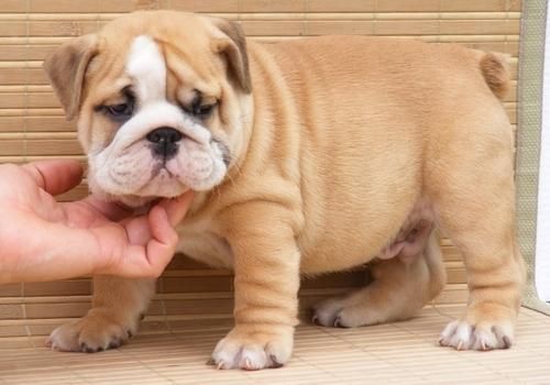 lovely English bulldog