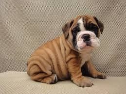 Akc English Bulldog Puppies For Adoption