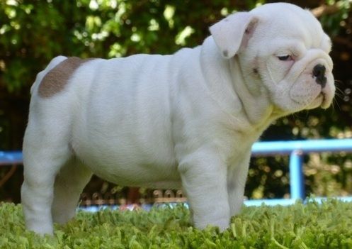 English bulldogge puppies ready