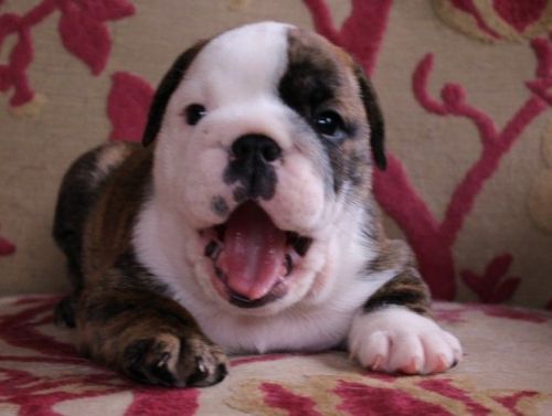 top level english bulldog puppies