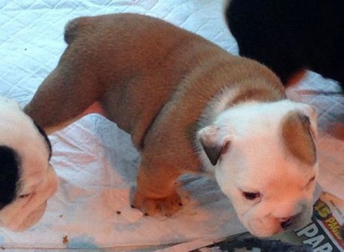 male and female english bulldog puppies