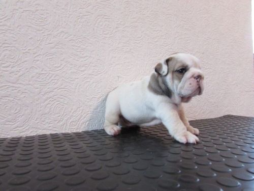 English Bulldog Puppies Available