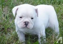 pure white english bulldog for adoption