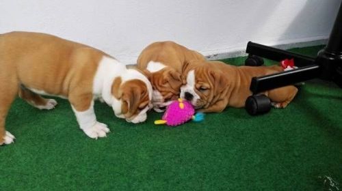 English Bull pup text or call***