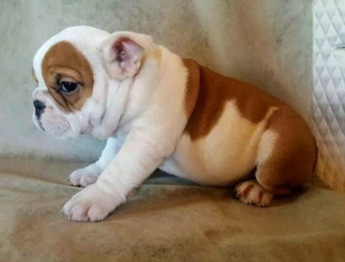 Adorable baby English Bulldogs for rehoming***