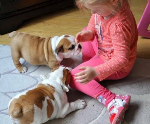 EXCELLENTLY TRAINED English Bulldogs FOR ADOPTION***