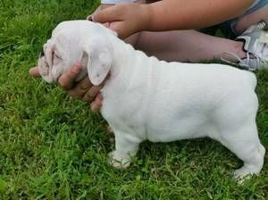 Akc registered English Bulldog puppies***