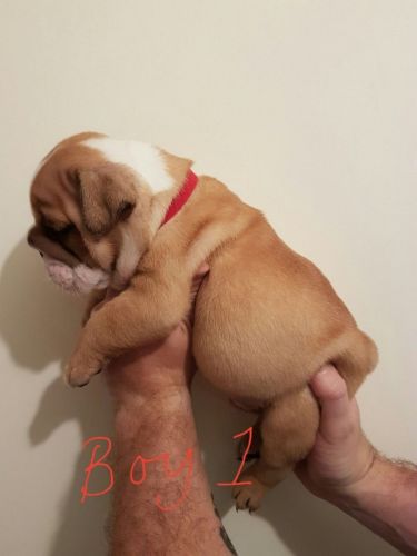 Outstanding Kc Registered English Bulldogs