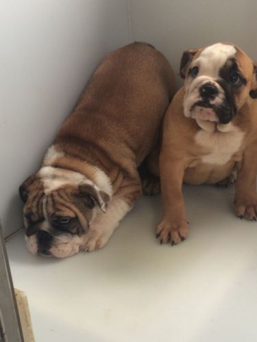 Stunning English Bulldog Puppies