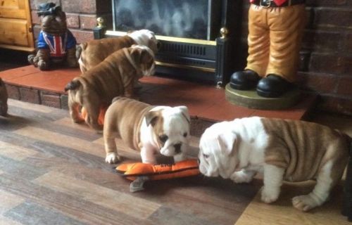 Quality English Bulldog Puppies Ready Now