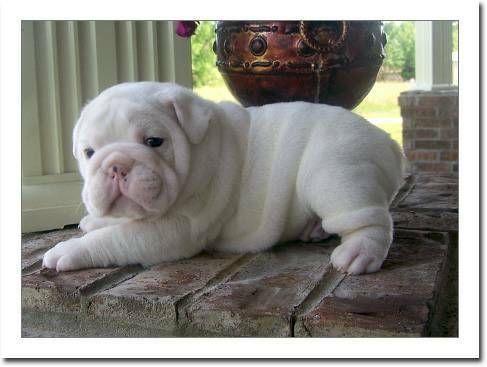 Cutelovely English Bulldog Puppies awaiting new homes text at ***