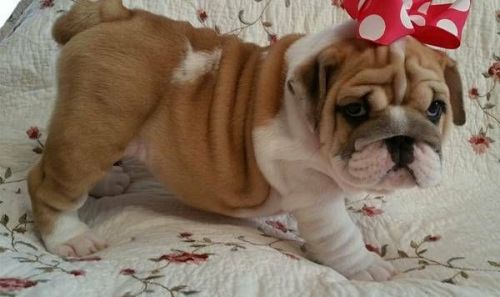 Cutelovely English Bulldog Puppies awaiting new homes text at ***