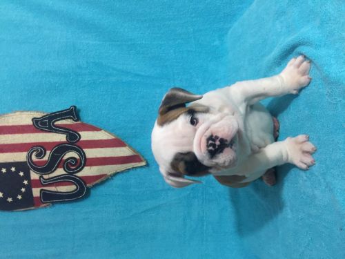 Ricky English Bulldog