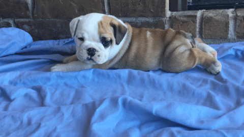 AKC English Bulldogs