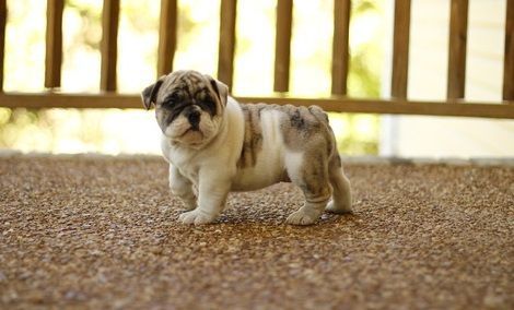 charming english bulldogs puppies