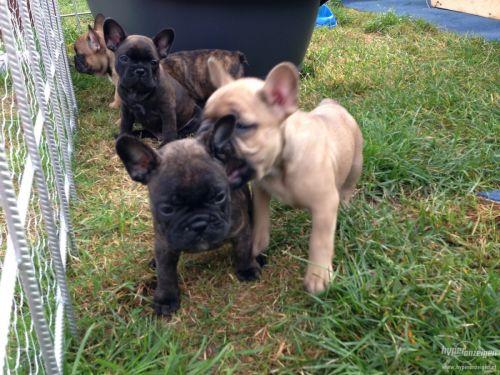 lovely english bulldog pupies ready to go home