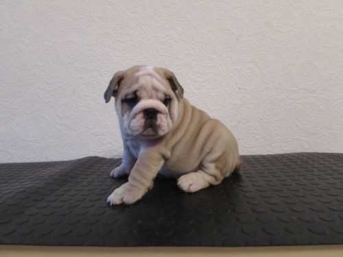 Quality Blue Tri Blue Fawn English Bulldog Puppies