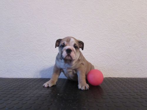 Blue English Bulldogs Ready Now