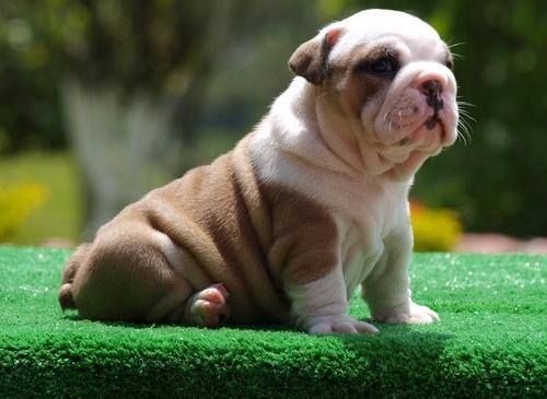 Loving n Adorable English bull dog Puppies For Sale