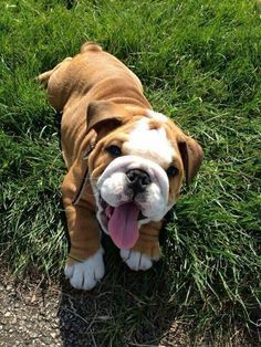 Healthy Adorable Bulldog Puppies available