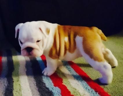 Fantastic Examples AKc English Bulldog Puppies - Ready Now