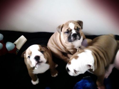 Kc Reg Huu Clear English Bulldogs Puppys Ready Now