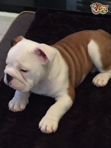 Kc Reg Reduced Price*english Bulldogs Puppy