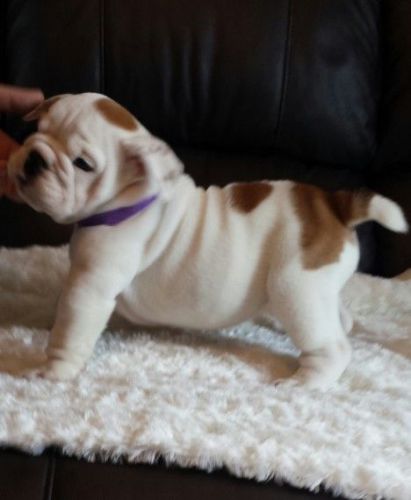 Kc Bulldogs Puppies Ready