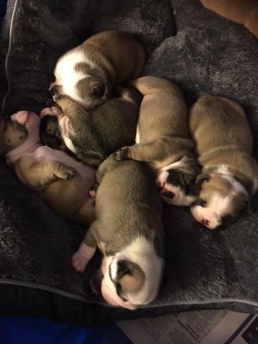 English Bulldog puppies