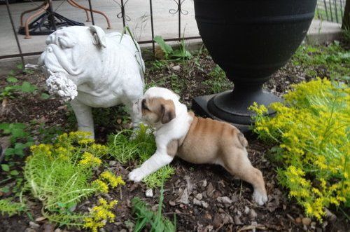 English bulldog fore a new home