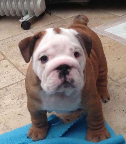4 Stunning Bulldog Puppy