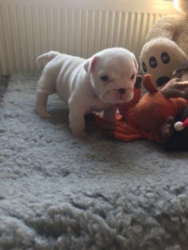 Cute and Adorable English Bulldog Puppy.Text (***) ***-***9