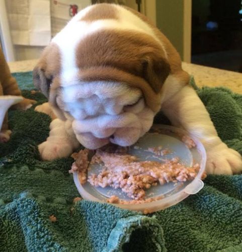 ENGLISH BULLDOG FOR SALE