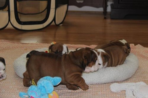 !Cutie English Bulldog Puppies!