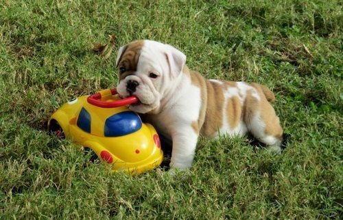 English bulldog puppies ready now ***