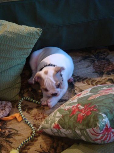 English Bull Bulldog seeks forever home! !!ASAP