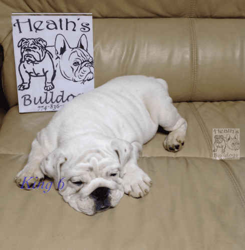 English bulldog puppies