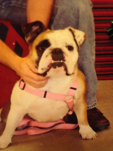 Akc English bulldog -adult